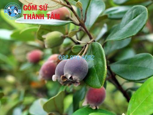 Hướng Dẫn Chi Tiết Cách Ngâm Rượu Sim Tại Nhà Đơn Giản Nhất Chuẩn bị 1-2 kg sim chín
